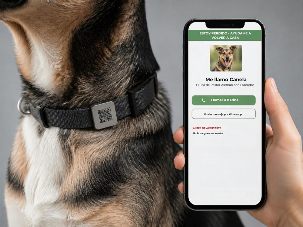 Un perro con la placa en el collar, junto a un teléfono que muestra su ficha